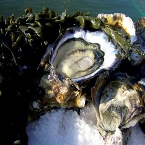 Huitres (Marennes-Oléron, Normandie, Noirmoutier) - coquillage crustacé les huîtres fines de claires. l’huître fine de claire est le produit préféré des consommateurs qui apprécient les huîtres peu charnues mais qui recherchent en bouche le goût du terroir. elle est disponible aux calibres n° 0,  1,  2,  3,  4. les hu&