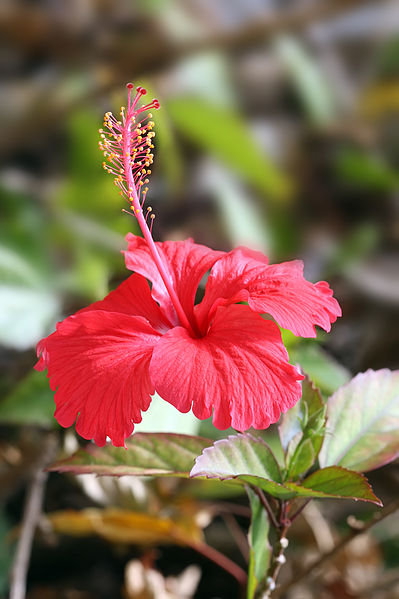 hibiscus - matiere vegetale we have hibiscus flower from sudan. price will be negotiated.for more information please contact me -- --