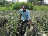 les ananas naturel - fruits et légumes  	--je suis un agreculture au cameroun plantation d'ananas et je veux quelqu'un qui peut toujours acheter mes fruits