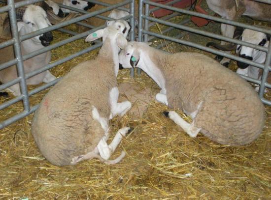 vente des moutons en gros  - animaux vivants je mes a votre disposition des quantités énorme de beloers de race ouled jalel avec un pris resonnable 