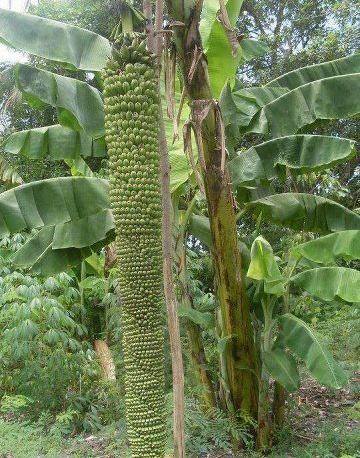 fruits et legumes frais - fruits et légumes nous sommes producteurs de fruitset legumes frais du cameroun et voulons dere partenaires  et clients dans le marché international