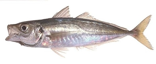 6 contenaires de chinchard congelés dispo Angola - poissons 6 contenaires de chinchard congelés à bord de 18cm et plus.--disponible au port en angola.----faire offre.----au plus rapide----cordialement.