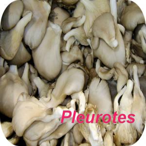 Champignon pleurote frais et deshydrate - matiere vegetale production de champignon pleurote frais et seche, selon specifications du client.commande par bon de commande ou loi, expedition d'echantillon au frais du client, pas serieux s'abstenir