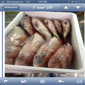 Poissons frais de qualité  du Maroc.  - poissons poissons frais du jour ( maroc)----dénomination.       calibre.          prix€/kg en cif----merou gris.              5/7kg.           10, 5--pagre.                      1/2kg.           10, 5--calamar.                                       10, 5--dorade royal             1/2kg.           13, 5--l