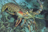 Langouste vivante - poissons notre société basée en mauritanie est spécialisée dans l’exportation du poisson frais et des langoustes vivantes ( verte et rose ) --notre produit provient de la peche du jour et traité directement dans notre usine agrée ce .