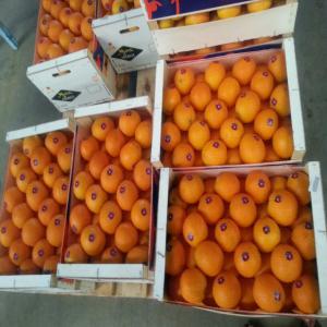 ORANGE MAROC LATE  DE AGADIR  - fruits et légumes bonjour--nous sommes producteurs exportateurs en fruits et légumes nous offrons une tres grande quantité des oranges ( navel ,  navel late, salutiana, sanguine, ...;)--n'hestier pas a nous contacté 