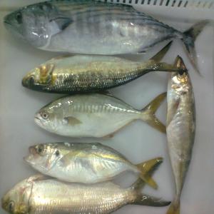 frozen and fresh fishes available - poissons we are a morocco society dealing with fresh and frozen fish holding with us an available quantity which can satisfied our customers every time, --thanks 