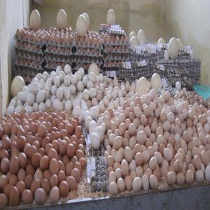 Oeufs Tunisienne - viandes et oeufs oeufs alimentaires blanches et rougeâtre 100% tunisienne----calibres diversifiées emballées ou en vrac avec des prix  concurrentiels. 