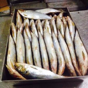 poissons mauritanie  - poissons pouvons offrir sardinelles aurita rondes calibre  20cm plus soit 3/4 pkg  ,  cartons 20 kg 28 t par containers 640 euros fob mauritanie  ,  possibilité aussi d offrir du divers 