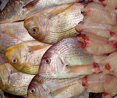 poissons frais  - poissons we are looking for customers interested in fresh fish. from mauritania. immediate ----nous recherchons des clients intéresser par des poissons  frais . en provenance de mauritanie. livraison immédiate --pour autre information merci de me contacter sur mon email