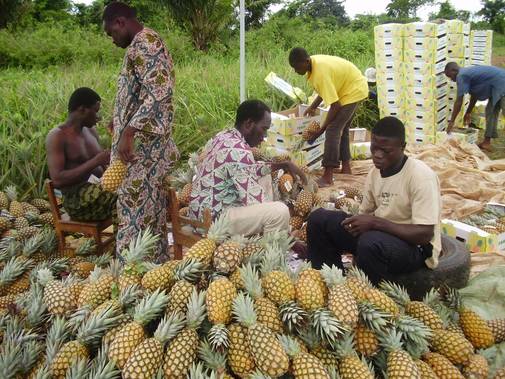 Ananas pain de sucre - fruits et légumes bonsoir.--nous sommes une société et nous recherchons dans l'urgence des clients partout dans le monde pour vendre notre production d'ananas .----prix ---0, 80 € le kg--8€ la caisse de 10 kg--commande conteneur de 40 pieds.--merci de nous contacter pour plus d'informations .