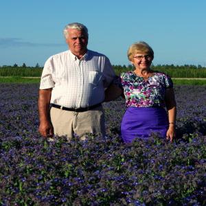 BOURRACHE en vrac du Canada - semence graine plant nous sommes des producteurs de bourraches de l'ouest canadien. nous sommes en mesure de produire un produit de qualité vu notre etendu de superficie. nous avons plus de 20 années d'expérience en production. nous voulons étendre notre clientele et forge des nouveaux marche