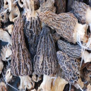 Morilles séchées  Extra  - champignon levure bonjour je vends champignons séchés je vends des morilles miticuleusement nettoyé un par un à 280 € /kg et 250 € à partir de 5kg 