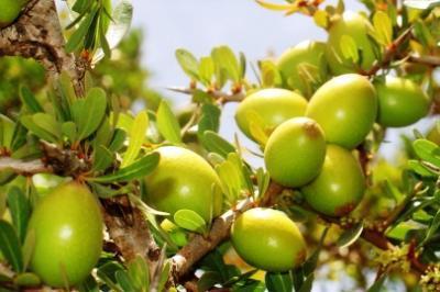 Huiles d'argan cosmétiques - huiles huile d'argan bio pressée à froid,  qualité cosmétique supérieure qui permet une longue conservation,  propriétaires de nos arganiers en zones certifiées bio,  nous assurons la traçabilité totale du produit et en certifions les qualit&eacut