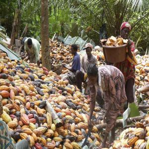 grosse quantité de cacao en vente - café cacao thé nous somme une associations de cultivateur de cacao au cameroun et nous aimerions avoir un partenariat avec une société de confection de chocolat ou de transformation de cacao ou encore avoir des commande de personne intéresser par le cacao, pour pouvoir vendre notre cacao et fai