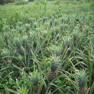 Ananas DE QUALITE - fruits et légumes les ananas de bonne qualité traité avec des bon produit naturel.nous recherchons des clients au togo benin  mali burkina et aussi un peu partout dans le monde pour des livraisons faite a bon prix confiance assuré.