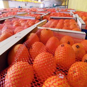 MAROC LATE - fruits et légumes nous somme société marocaine d'import-export de fruits et légumes,  nous proposons actuellement nos oranges variété-- maroc late  ,  nous garantissons la qualité ,  le prix compétitif et le service professionel,  ex - emballage 15kg ,  a partir de 480€/ton