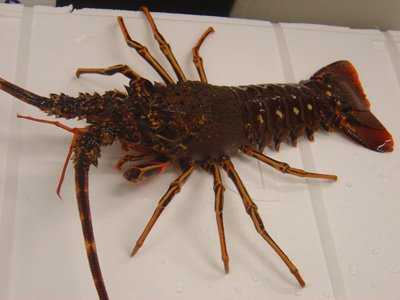 production de langouste - coquillage crustacé producteur exclusif de langouste royale de méditerranée cherche partenaire pour le financement d'un projet de construction visant au conditionnement des langouste royale qui par la suite seront expatrier en europe. si vous este intéressez veuillez me contacter par e-mail ou tele