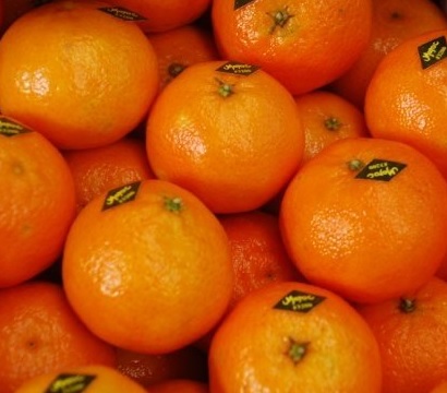 Orange et citron du Maroc - fruits et légumes notre production comprend 12 sortes d'orange et une de citron sur deux zones géographique au maroc. nos client sont situé dans plus de 7 pays.--on aimerait développer une nouvelle base de client afin de diversifier notre empreinte global.--moq - minimum 20 tonnes