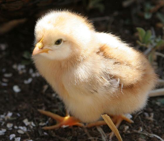 Commercialisation de poussins d'un jour - animaux vivants nous sommes une entreprise de production de poussin d'un jour cobb 500.disponibilité 5000 poussins par semaine.----   merci de nous contacter pour vos achat.