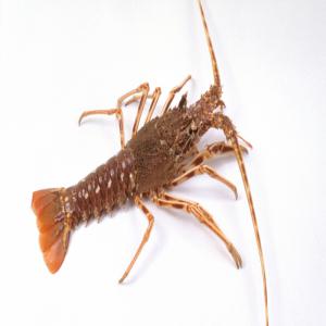  ROYAL LIVE LOBSTER - crustacean shell hello every buyer,  we could send you all kind of fresh fish and mainly species of value such as-----the royal live lobster ( langouste royale vivante ),  cicadas and lobster (les cigales et les homards) , ----fish- pägre,  dente,  rascasse,  merou, vive,  dorade grise,  gros yeux,  rouget de roche,  marbre,  d