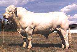 engraissement - animaux vivants achat du quantité du 50 vaches charolais poids 250 kg a khouribga --important --maroc - europe 