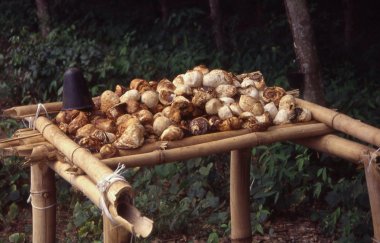 HÉVÉA BRUT HUMIDE - céréales  entreprise spécialisée dans la collecte et vente de produit agricole en côte d'ivoire cherche activement des acheteurs de cacao, hévéa brut humide, noix de cajou, maïs jaune.--le responsable