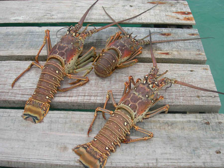 LOBSTER - coquillage crustacé specializing in the export of food- fish,  seafood,  fruit juice concentrates,  vegetables and fruits.--we respond to your needs as soon as possible,  with an excellent quality price ratio. --we ensures veterinary and sanitary traceability on all our product range. -----lobster 21.96 us$/kg  ---lobster 