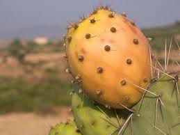 GRAINES DES FIGUES DE BARBARIES MAROCAIN - huiles bonjour a tous.--j'ai toute les possibilité et l’expérience de produite les graines de figue de barbaries bio en haut qualité pour extracter l'huile le plus cher et je cherche un partenaire juste pour l'exportation vers l’europe et les clients.