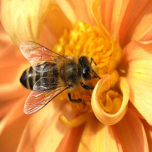 Miel des montagnes d'azilal maroc  - produits sucrés bonjour nous somme marocaine spécialisée dans l'apiculture  dans la région azilal qui spécialisé de produire le miel des montagnes d'azilal maroc - produit de très bonne qualité c'est un miel de montagne d'azilal maroc 100% bio et 100% pur une diverse