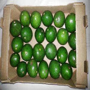 VENTE : DELICIEUX AVOCATS (ORIGINE TOGO) - fruits et légumes vente de ------ avocat--- lime verte (citron vert)--- gombos --- piment frais vegetarien--- piment frais antillais--- aubergine--- gingembre--- banane plantain --- igname --- manioc frais --- patate douce blanche--- attieke frais--- attieke sous vide--- attieke surgele--- tchikouangue frais--- tchik