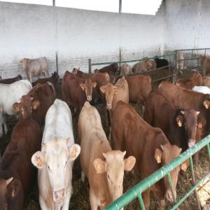 VEAUX D'ESPAGNE POUR L'EXPORTATION - animaux vivants nous sommes une entreprise consolidée au secteur bovin depuis plus de 30 ans et avec une vaste expérience dans l'exportation de veaux d'engraissement et pour l'abattoir au maroc,  algérie,  liban,  egypte,  tunisie ou libye.--nous avons des races charolaise,  limousin,  holstein,  limo