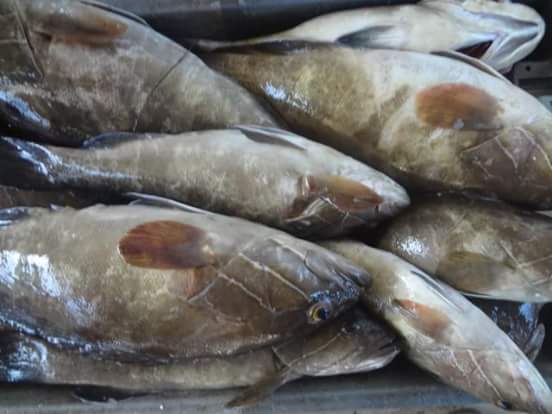 EXPORTS DE POISSONS FRAIS  - poissons bonsoir nous sommes de la place et nous travaillons depuis longtemp dans le domaine d exportation de poissons frais je paut fournir toute les especes de poisssons merou jaune crustaces dorade rass cass sole de roche merou noire  contacter directement --merci