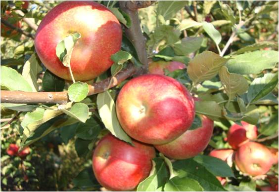 pommes moldaves - fruits et légumes bonjour, --nous pouvons vous proposer  des pommes moldaves hors calibre pour jus ,  ou calibrés,  de haute qualité,  juteuses et délicieuses ---pommes d'été (sont recueilli en juin)--vista-bella--slava pobediteliu--clouz--djoiz--mantet--erli bleiz--pinova--priscila--po