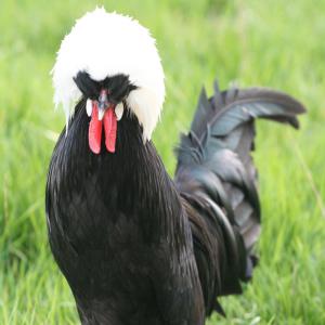 Poules ornements - animaux vivants volailles d'ornements,  plus de 20 races disponibles,  différentes tailles,  différentes couleurs - poules soies (14 couleurs),  bantam pékin (12 couleurs),  hollandaise huppée (7 couleurs),  padoue (3 couleurs),  sebright,  serama soyeuse,  serama lisse,  araucana,  sabelpoot,  holl