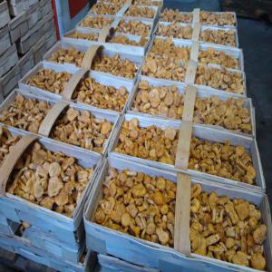 Chantarelle -  yeast fungus fresh chantarellas for sale. sorted or not. packages 1kg and 3kg wood. we have also in offer fresh champignons,  austernpilze,  shiitake,  pied bleu from our own production.--if you are interested in please contact us!