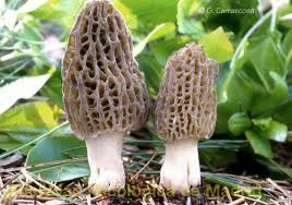 Morchella cónica - esculenta - champignon levure j'achète morchella esculenta conique ou déshydraté --je voudrais citer pour 900 kg à placer au portugal --