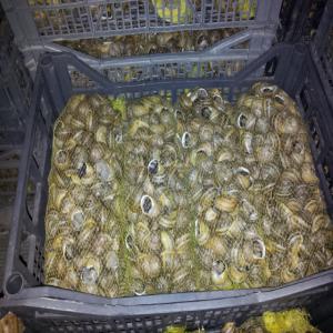 escargots bulgares vivent toutes les tailles - animaux vivants escargots propre production et nous garantissons la qualité,  la qualité certifié,  nous avons notre propre transport. nous avons aussi un centre de reproduction et nous pouvons vendre de petits escargots à la ferme. l'inscription pour les petits escargots est le mois d&eac