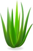 Cosmétique naturelle à base Aloe Vera BIO - hygiene entretien laboratoire européen propose divers produits cosmétiques,  savons naturels et parapharmacie à base aloe vera bio naturel et huiles essentielles bio- cosmétiques,  savons dermatologiques,  parapharmacie,  apaisant coups de soleil et brûlures,  gel apaisant et répul