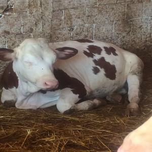 Vends veau monbeliard - animaux vivants vend 5 veau monbeliard de 350 a 400kg dans la region de khemisset la vente aura lieu a partir du mercredi 13 aout 2014 merci de bien vouloir prendre un rendez vous avant de vous deplacer