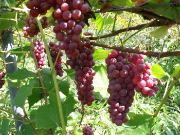 raisins frais - fruits et légumes vend 10 hectares de récolte de raisin----500 tonnes - composé de - variété red-globe / variété musca-italia. protégé d'un filet anti-grele et anti-insectes + bâché pour récolte tardive au mois de décembre. situé