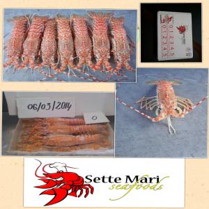 Mérou, Langouste, Crevettes, Ribbon fish  - poissons 9 tonnes de langouste,  1, 2 tonne de crevettes,  3 tonnes de ribbon fish,  1/4 tonne de mérou. de la cote de somalie/yemen. nos produits sont certifié eu et haccp. 