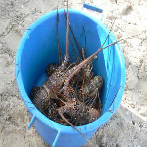 poulet piment langouste crabes poisson et attieké - poissons recherche acheteur, partenaire et fournisseur pour produit en grande quantite de piments de langouste de volailles de grabes de mer. nous avons des stocks de nos produits sous la main veillez nous contacte merci