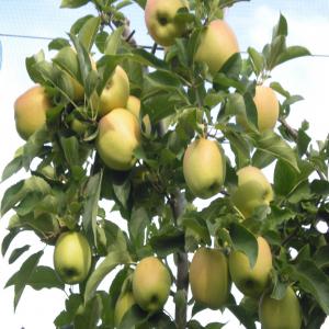 Pommes Golden - fruits et légumes vente de pommes golden dans les hautes alpes a upaix prés de gap. conditionnement en palox. début de la récolte mi-septembre.--- paiment avant expédition--