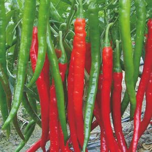 Piment rouge sec d'arachide rouge oignon - épices aromates  bonsoir mr et mme -- --nous somme des agriculteur de haute qualité et quantité dans la production du --piment rouge sec oignon rouge du benin .----quantité demandée-	100 tonne métrique/tonnes métriques--volume d'achat annuel-	500 tonne métrique/tonne