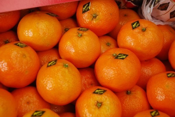 cherche clementine mandarine pour commande urgent - fruits et légumes bonjour,  nous avons besoin en urgence d'un camion de 27 tonnes de mandarine clémentine du maroc à un bon prix avec possibilités de prix transport sur dakar sénégal.