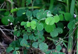 Desmodium adscendens - autres desmodium adscendens disponible en grande quantité pour vos besoins divers. merci de contacter le bureau d'ingénierie agricole et investissements basé en côte d'ivoire.