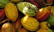 SEMENCE DE CACAO VARIETE AMELIOREE - semence graine plant cabinet d'expertise agricole vous offre des semences améliorées de cacao pour la création de votre plantation variété précoce issue de recherche.--