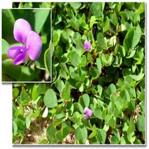 Desmodium adscendens - autres desmodium adscendens disponible en grande quantité pour vos besoins divers. merci de contacter le bureau d'ingénierie agricole et investissements basé en côte d'ivoire.--- 2, 5 euro /kg fob abidjan--- cote d'ivoire--- séché et emballé en sac ou carton d