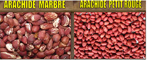 ARACHIDE PETIT ROUGE ET ARACHIDE MARBRE  - fruits secs et graines grillées cherche acheteurs serieux pour des arachides petits rouges et arachides marbre.--ce sont des produits de bonnes qualites. prix pas cher.--contactez nous!